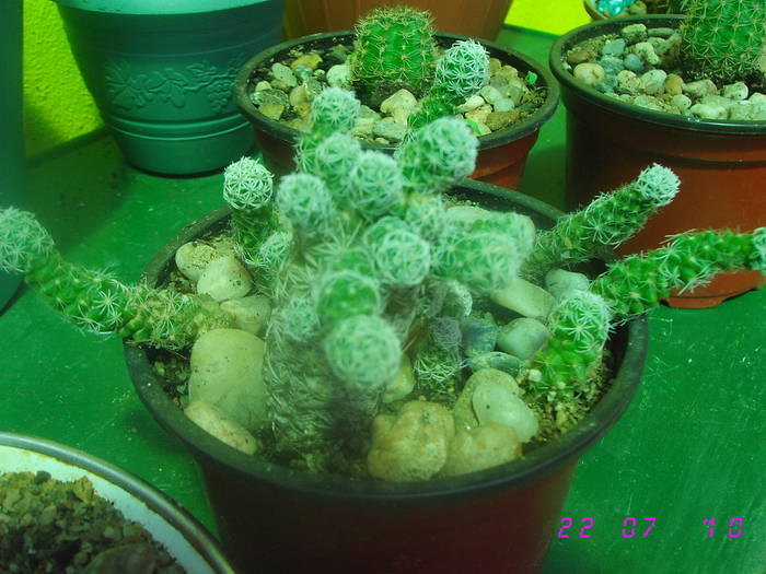  - CACTUSI
