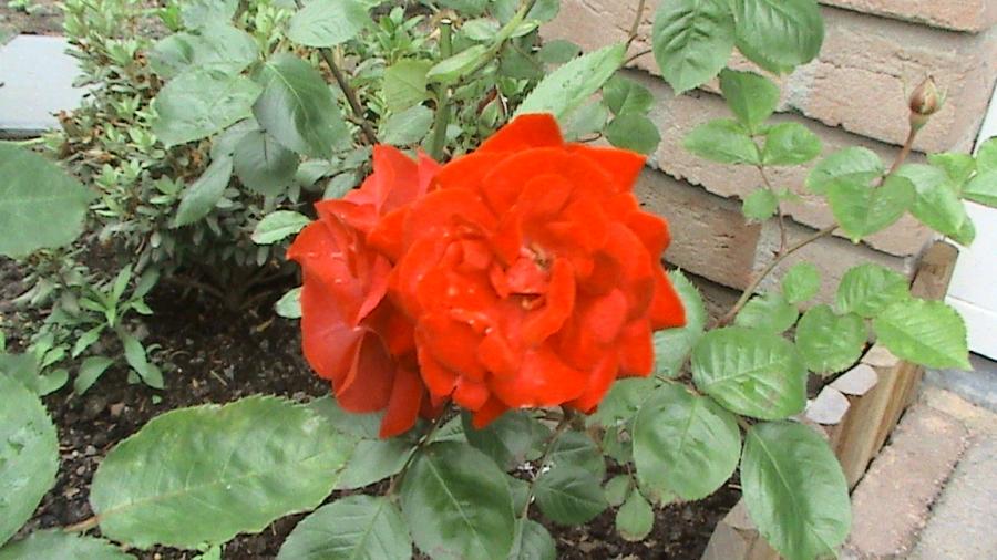 Trandafir Nina Weibull 26 mai 2008 - trandafiri