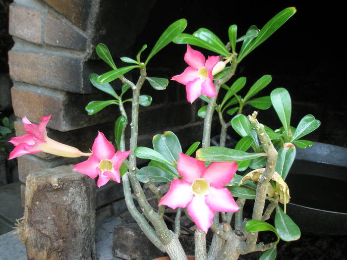 Adenium obesum - 08.07 - SUCULENTE 2009