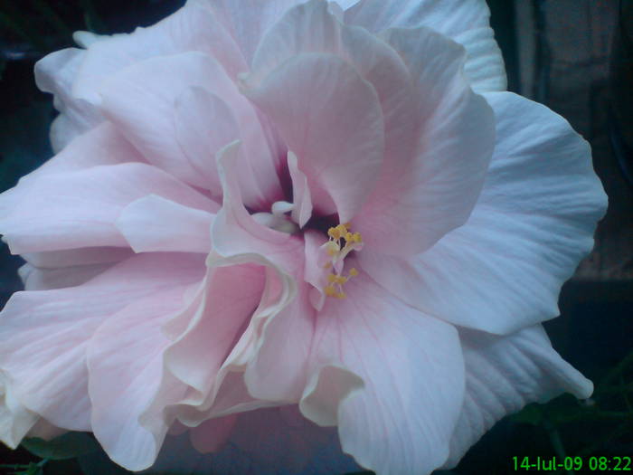 DSC05206 - Hibiscus 2009