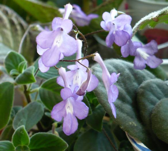 P1130428 - STREPTOCARPUSI