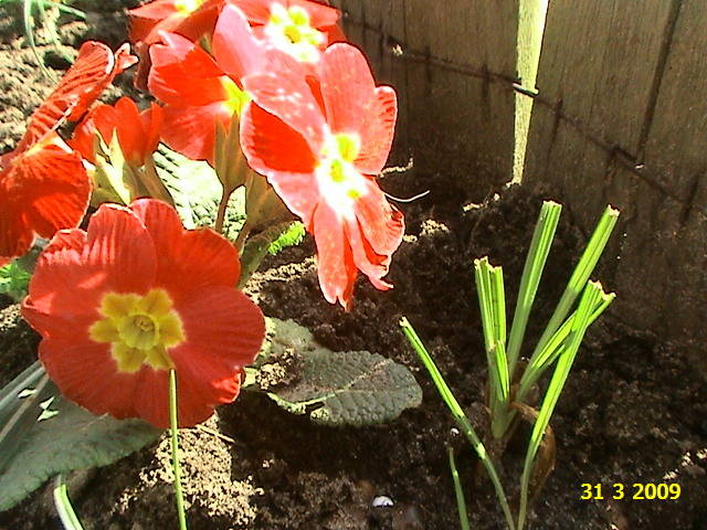 Primula 31 mart 2009 - plante diverse