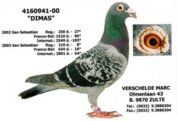 verdimas - Espt Wifred Stes