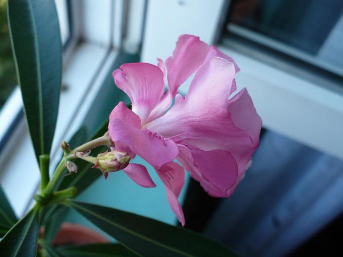 P1030986 - Alte plante