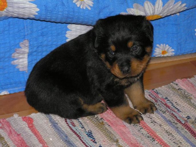 AXEL - ROTTWEILER-MASCUL-AXEL V KRONSTDAER WAPPEN