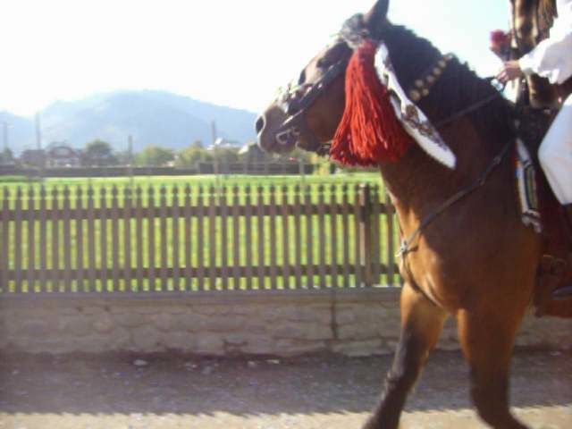 Picture 233 - nunta cu cai in Bucovina 2009 in Campulung moldovensc Suceava