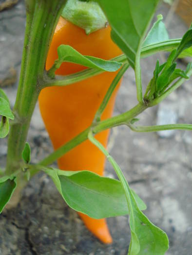Shipkas (2009, August 04) - Bulgarian Carrot Chili Pepper
