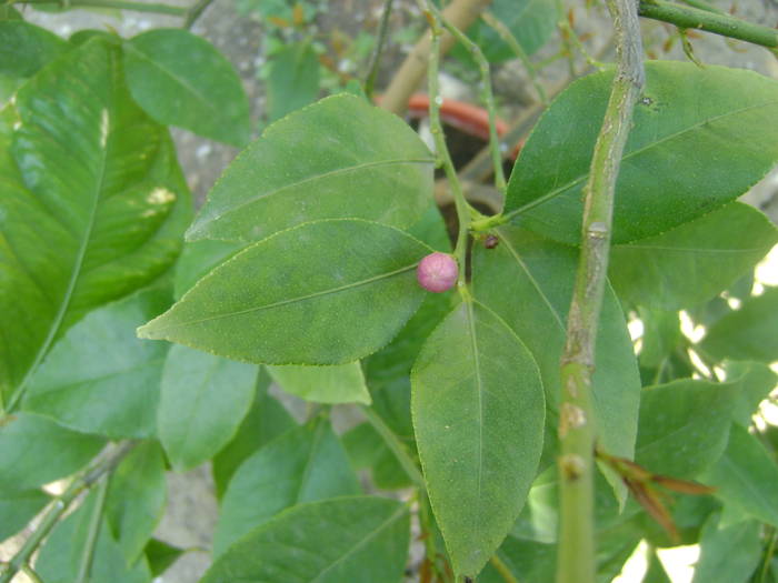 boboc lamai - florile mele -2009