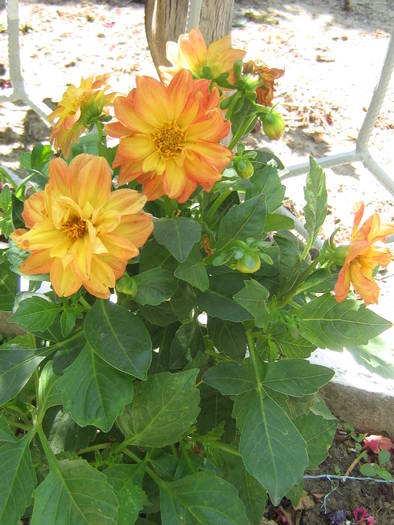 6 iulie 031 - flori de gradina 2009