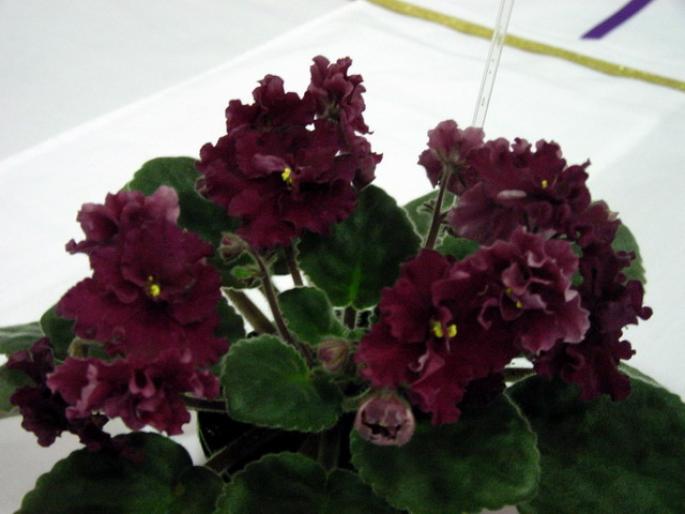 Buffalo_Hunt_2005avsa_2 - violete de pe net