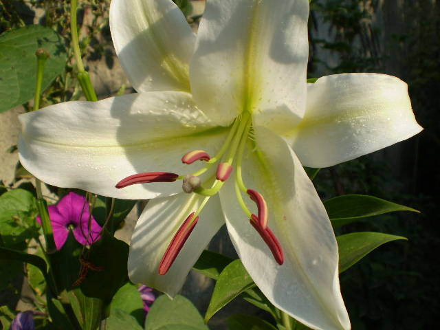 Lilium Siberia(oriental)