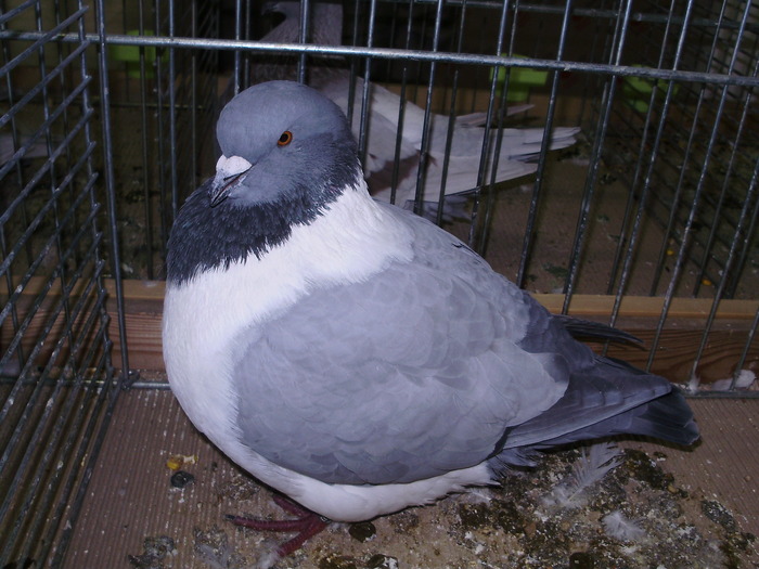 5448 strasser 0