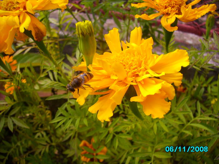 IMG_5153 - insecte si flori