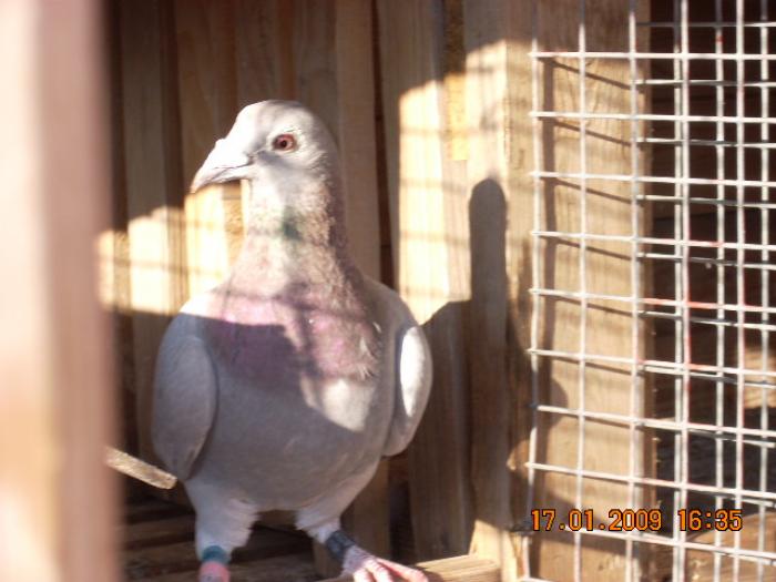 DSCN1955 - porumbeii pentru repr 2009