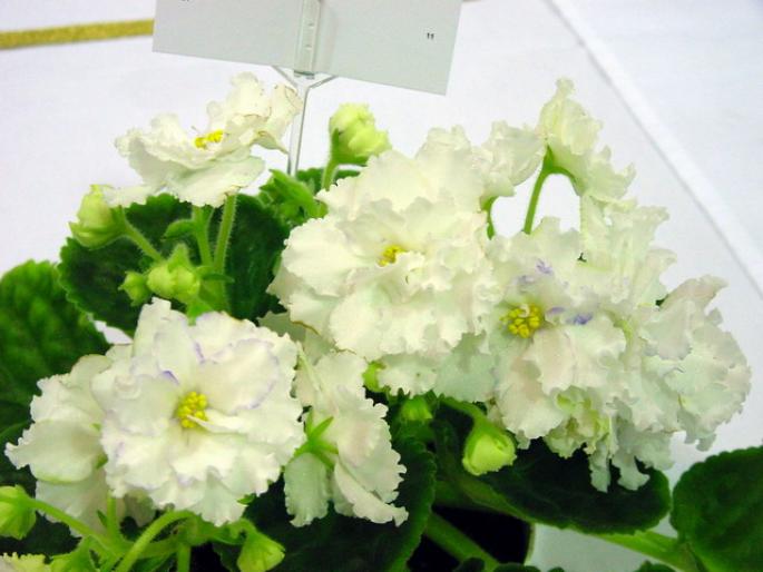 Arctic_Frost_2005avsa - violete de pe net