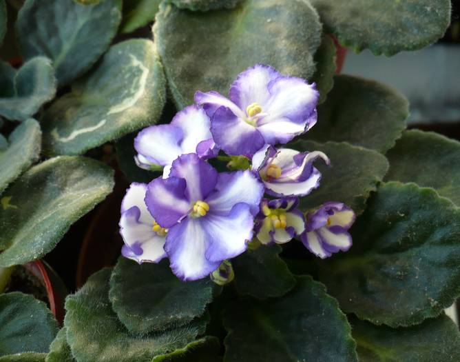 P1140017 - Saintpaulia - violete de camera