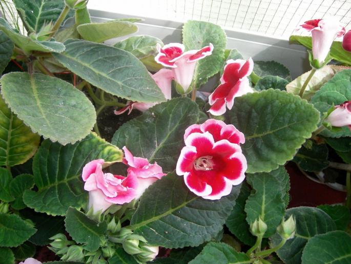 Gloxinia rosu paspolat 010