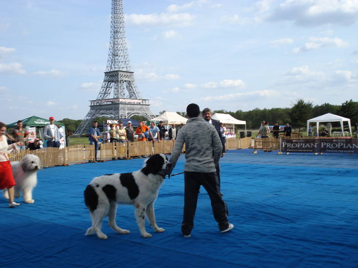 DSC07128 - 2007 EXPOZITIE CANINA