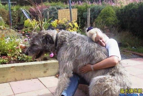 NOW THESE ARE BIG DOGS!!!!!! [from www.metacafe.com] #2 - Caini giganti