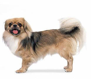 tibetan_spaniel - Toy