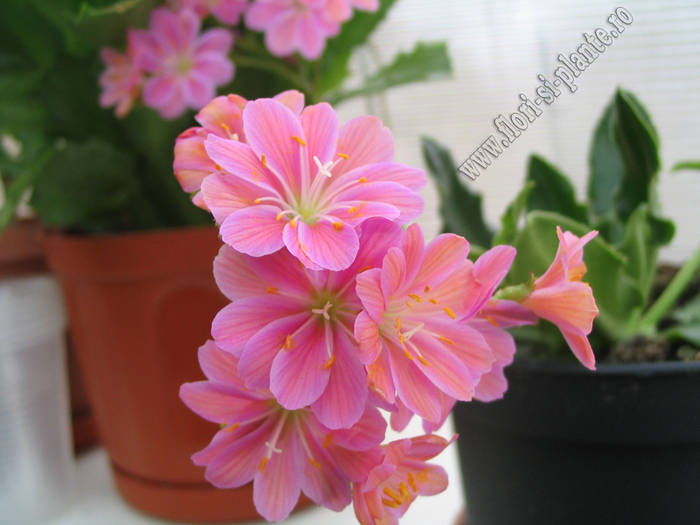 Lewisia roz 3 - Lewisia