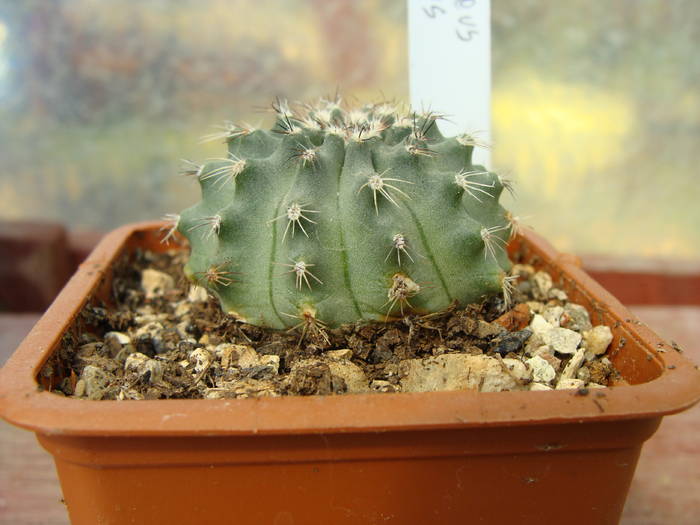 Echinocereus pulchelus - Echinocereus