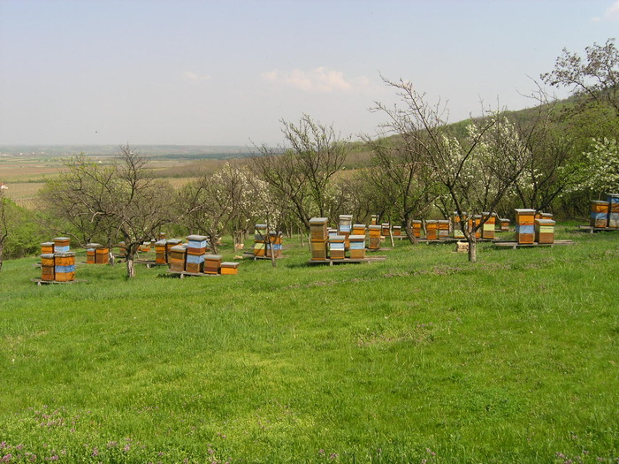 P4092003 - Majevic profesional apicultor