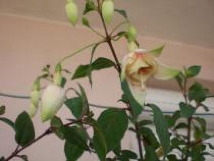 MQGZXMVBEKBDDFKBBNV - flori