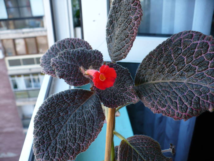 P1090531 - Episcia 2009 - 2010 - 2012 - 2014