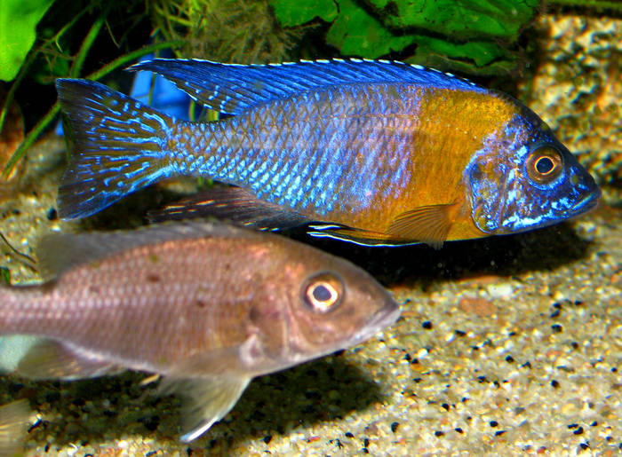 Aul. maulana groos - African Cichlid