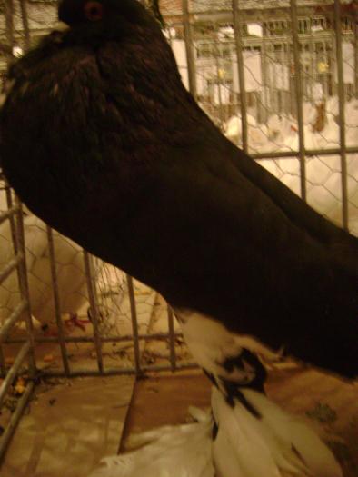 DSC05419 - expozitia tarnaveni 2009