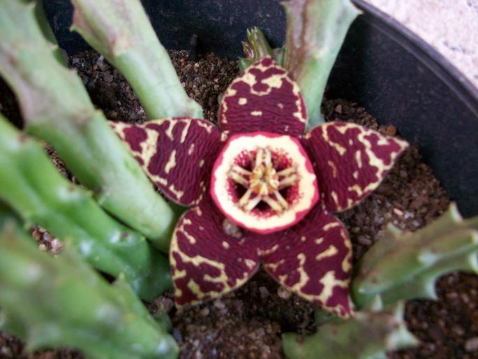 100_0434; stapelia
