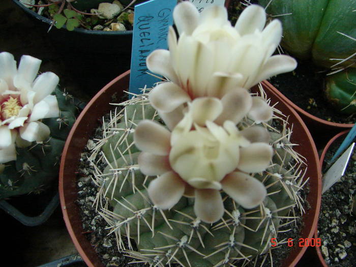 DSC05991 - 2009 Iunie