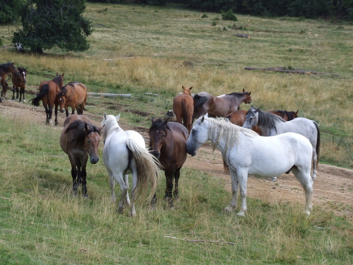 cai liberi - cai liberi in natura