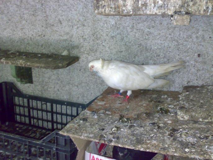 12072008603 - 1720 Gica Hanga