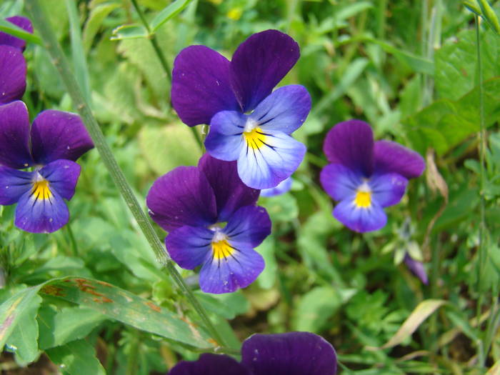 DSC03887 - Concediu 2009