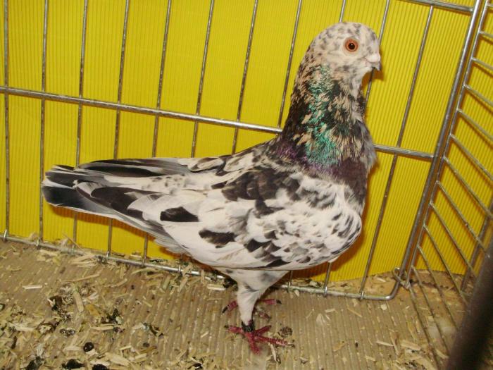 13738 itowl alm 1 - 1505 partea 6