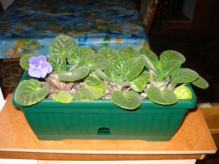 violeta albastra - flori - violete si gloxenii