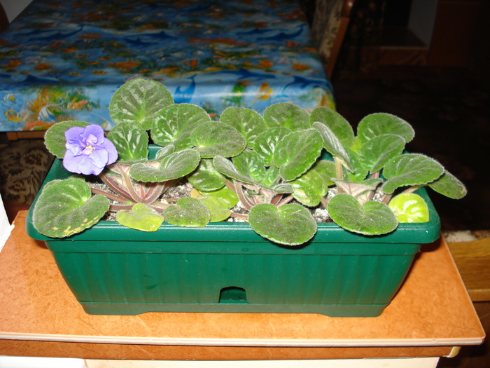 violeta albastra; violete albastru batut
