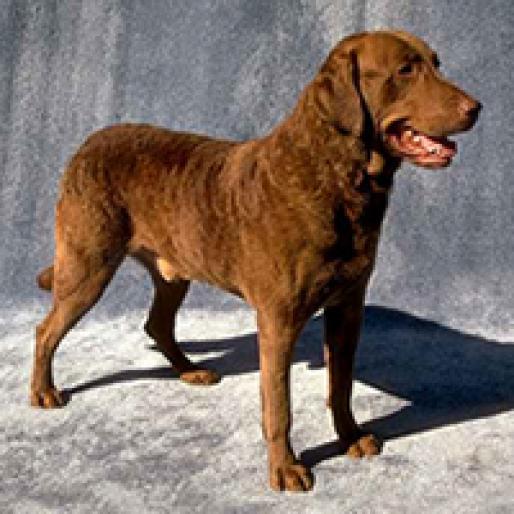 CAINE DE APORT DIN CHESAPEAK - RASE CAINI