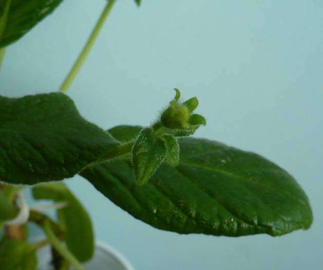 boboc  Tropical Topaz