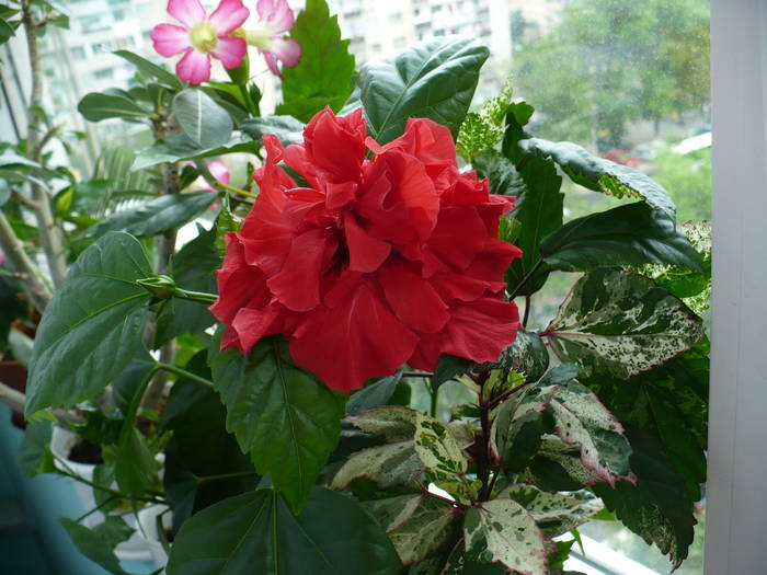 P1140167