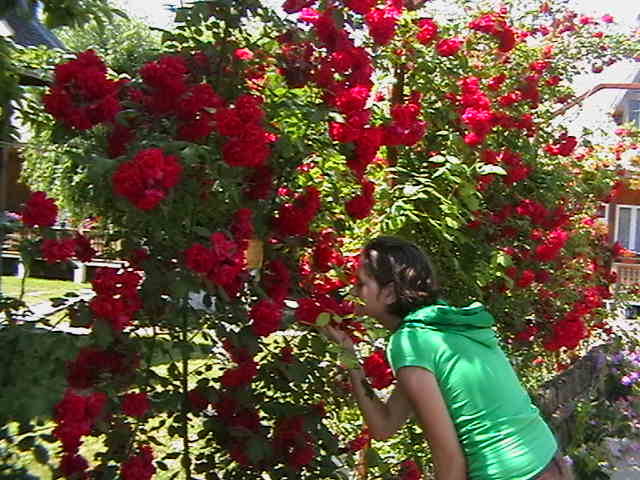 IMGA0880 - In Delta Dunarii- Mila 23-iunie 2009