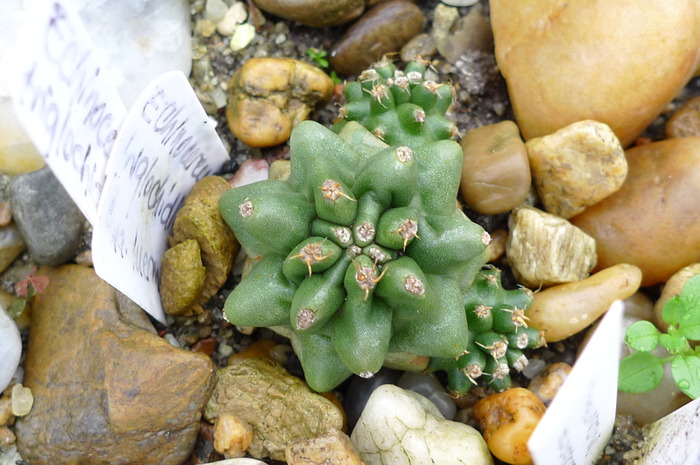 Echinocereus triglochidiatus v. inermis - Plante hardy