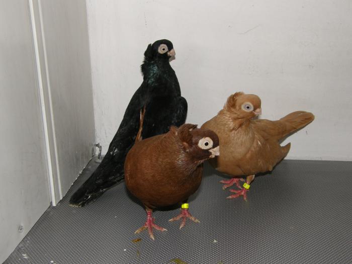 Picture 037 - jucatori de constanta