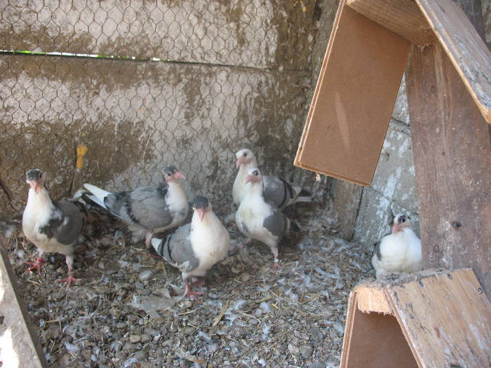 IMG_5520 - 7 PRIMII PUI PE 2009