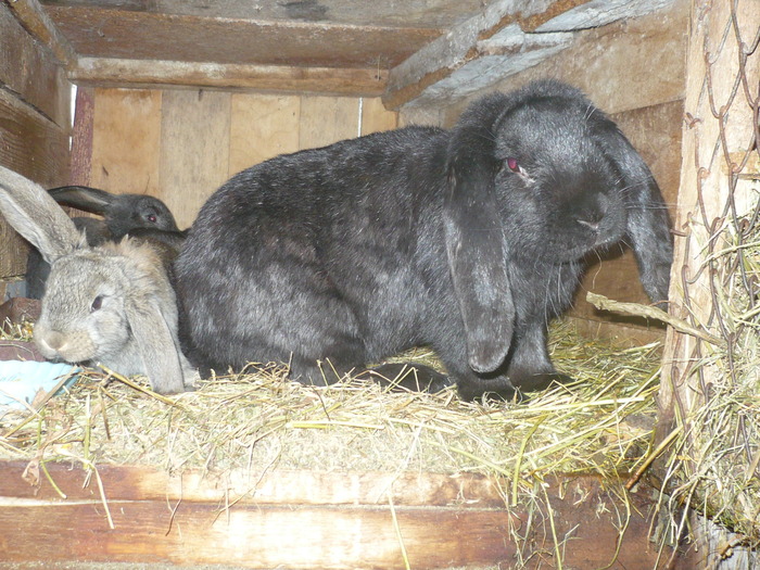 poze iepuri 2504 138 - berbecutii mei 27-12-2009