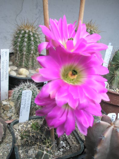 Echinocereus berlandieri flori 23.05