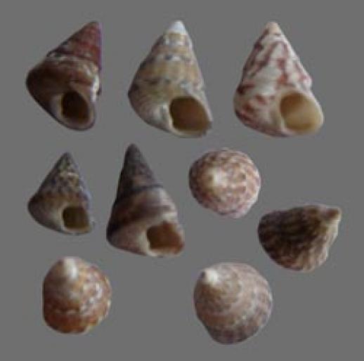 Shell070
