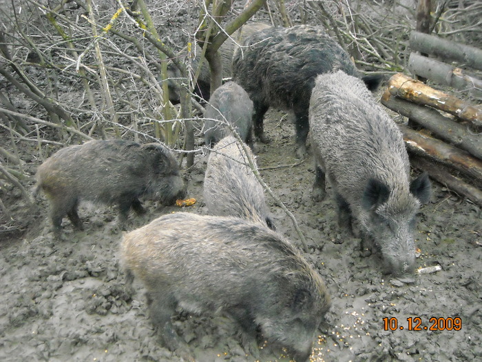 Picture 195 - mistreti SI vanatoare-VADASZAT